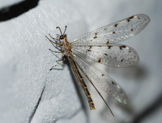 Euroleon nostras (Geoffroy in Fourcroy, 1785) &copy; Louis Westgeest