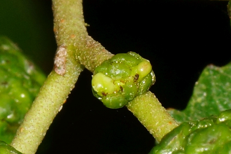 Taphrina alni (Berk. & Broome) Gjaerum, 1966 &copy; Hans Jonkman