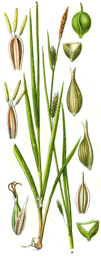 Carex laevigata.jpg © Johann Georg Sturm