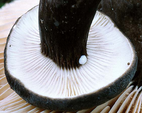 Lactarius lignyotus, JHP-00.229 &copy; MycoKey / Jens H. Petersen