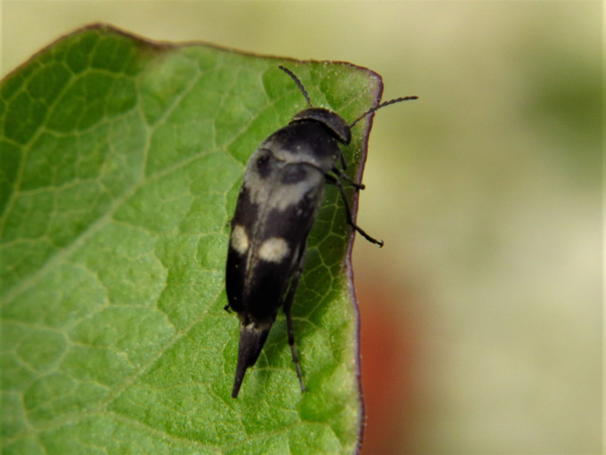 Variimorda villosa (Schrank, 1781) &copy; Martien van den Heuvel