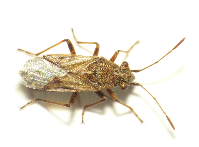 Nysius helveticus (Herrich-Schäffer, 1850) &copy; Dick Belgers