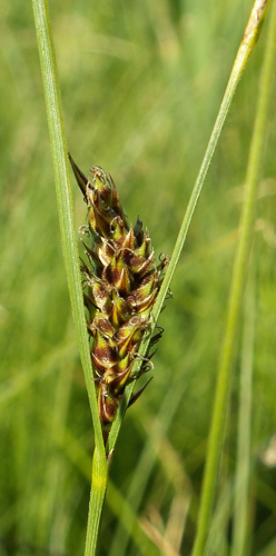 Carex lasiocarpa female spike kz.jpg © Krzysztof Ziarnek