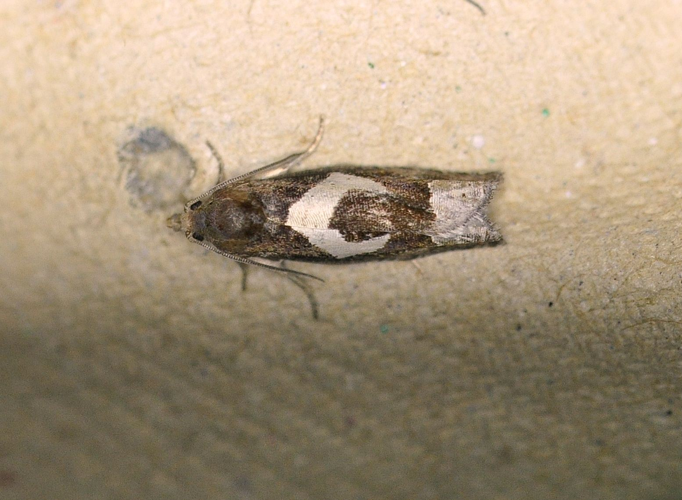 Epiblema foenella (Linnaeus, 1758) &copy; Louis Westgeest