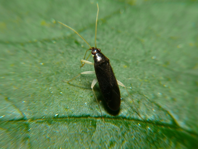 Phylus coryli (Linnaeus, 1758) &copy; Dick Belgers