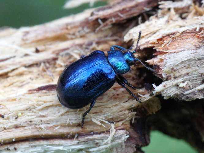 Plagiosterna aenea (Linnaeus, 1758) &copy; Hans Jonkman