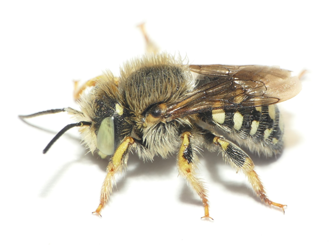 Anthidium punctatum Latreille, 1809 &copy; Dick Belgers