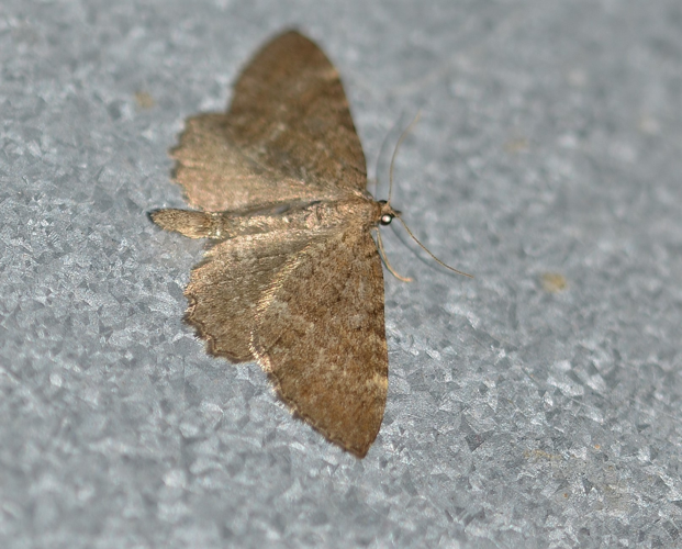 Philereme vetulata (Denis & Schiffermüller, 1775) &copy; Louis Westgeest