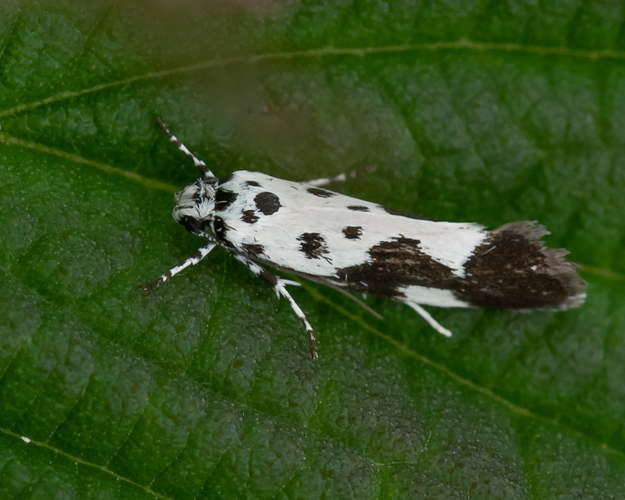 Ethmia quadrillella (Goeze, 1783) &copy; Wijnand van Buuren