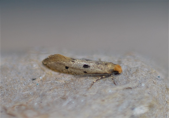 Tinea trinotella Thunberg, 1794 &copy; Louis Westgeest