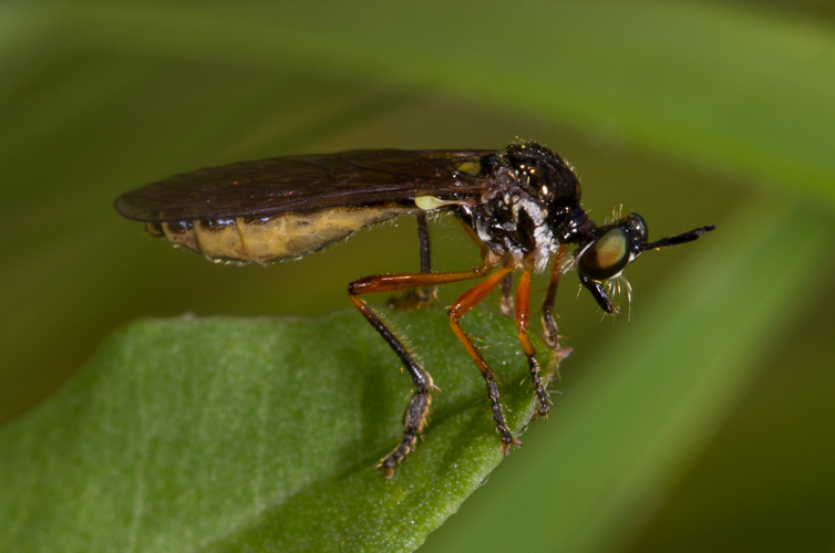 Dioctria bicincta Meigen, 1820 &copy; Sandra Lamberts