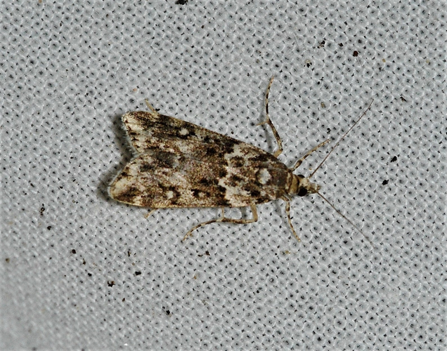 Eudonia lineola (Curtis, 1827) &copy; Louis Westgeest