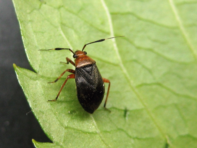 Capsus ater (Linnaeus, 1758) &copy; Martien van den Heuvel