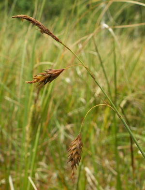 Carex limosa inflorescence kz.jpg © Krzysztof Ziarnek