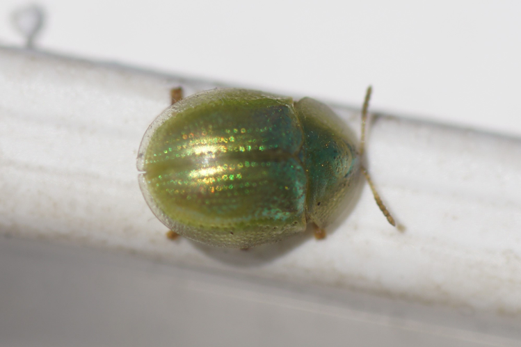 Cassida margaritacea Schaller, 1783 &copy; Thijs de Graaf