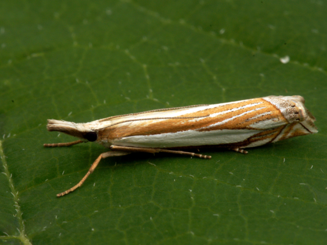 Crambus pascuella (Linnaeus, 1758) &copy; Henk van Woerden