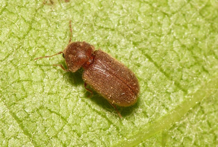 Stegobium paniceum (Linnaeus, 1758) &copy; Dick Belgers