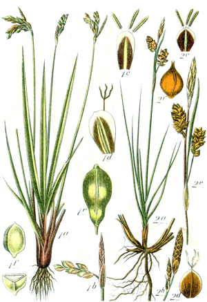 Carex spp Sturm44.jpg © Johann Georg Sturm (Painter: Jacob Sturm)