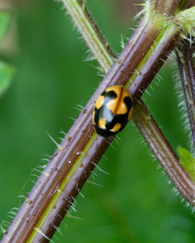 Coccinella hieroglyphica Linnaeus, 1758 &copy; Wijnand van Buuren