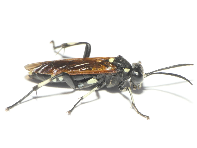 Macrophya duodecimpunctata (Linnaeus, 1758) &copy; Dick Belgers