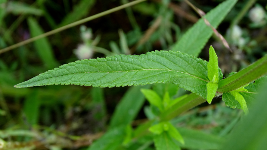 Stachys palustris L., 1753 &copy; Bert Verbruggen