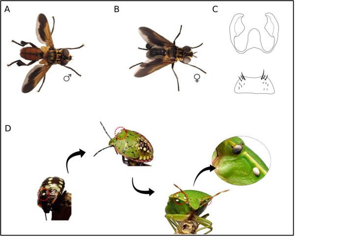 Trichopoda pictipennis Bigot, 1876 &copy; Caloca P, Suárez D, Peña G, Ruiz C