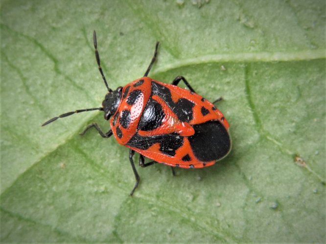 Eurydema dominulus (Scopoli, 1763) &copy; Martien van den Heuvel