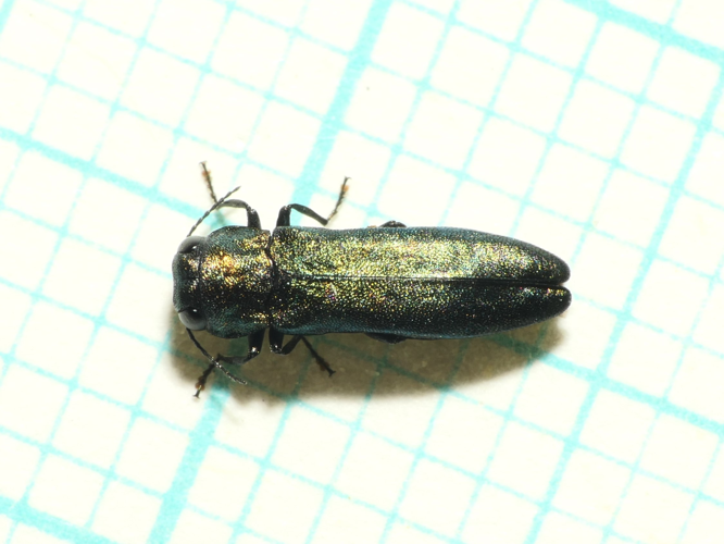 Agrilus cyanescens (Ratzeburg, 1837) &copy; Dick Belgers