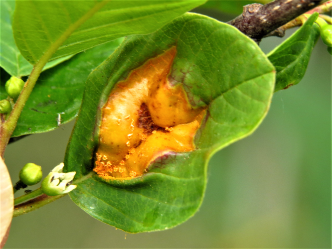 Puccinia coronata Corda, 1837 &copy; Martien van den Heuvel