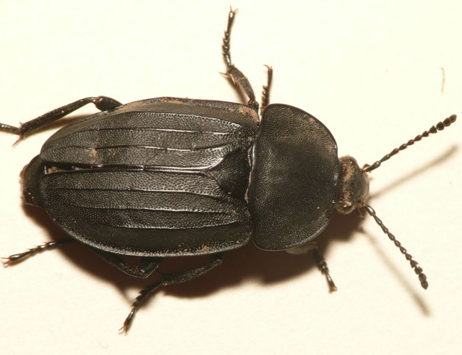 Silpha tristis Illiger, 1798 &copy; Dick Belgers