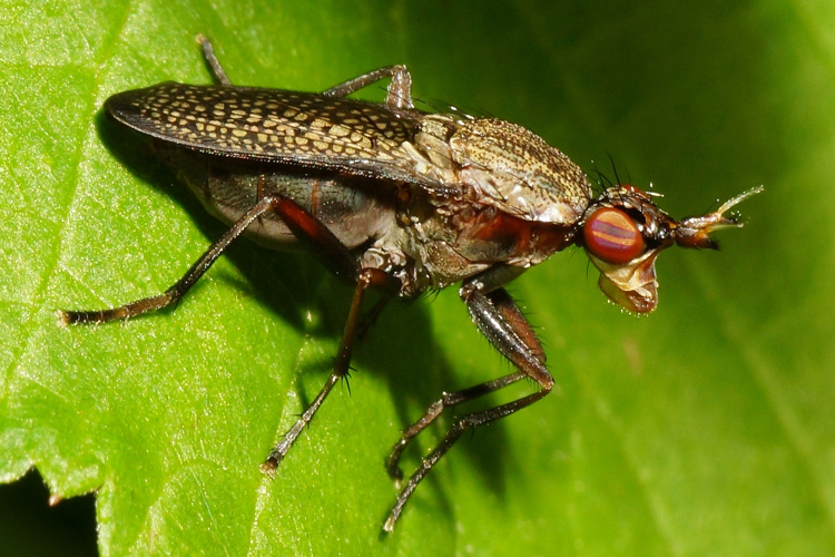 Coremacera marginata (Fabricius, 1775) &copy; Hans Jonkman