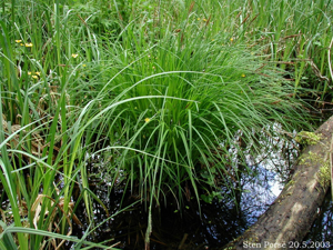 Carex-montana-habitus.JPG © Sten