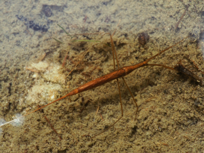 Ranatra linearis (Linnaeus, 1758) &copy; Henk van Woerden