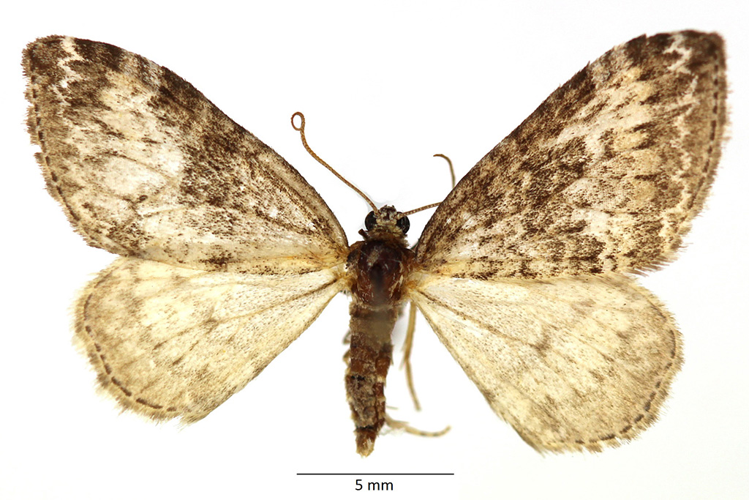 Perizoma hydrata (Treitschke, 1829) &copy; De Prins Guido