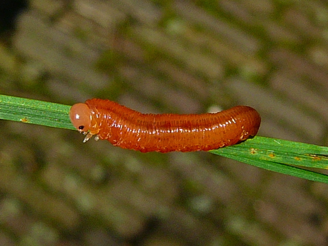 Tenthredopsis litterata (Geoffroy in Fourcroy, 1785) &copy; Leo Blommers