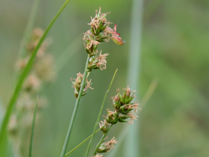 Carex muricata.jpeg © Kristian Peters -- Fabelfroh 08:37, 20 May 2007 (UTC)
