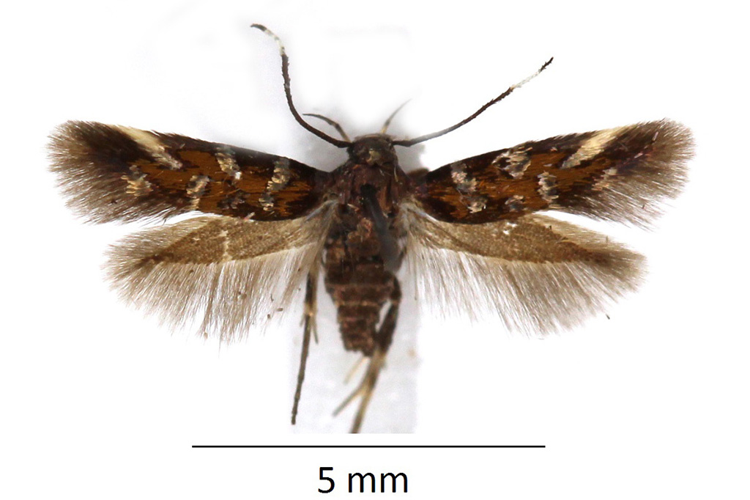 Pancalia leuwenhoekella (Linnaeus, 1761) &copy; De Prins Willy