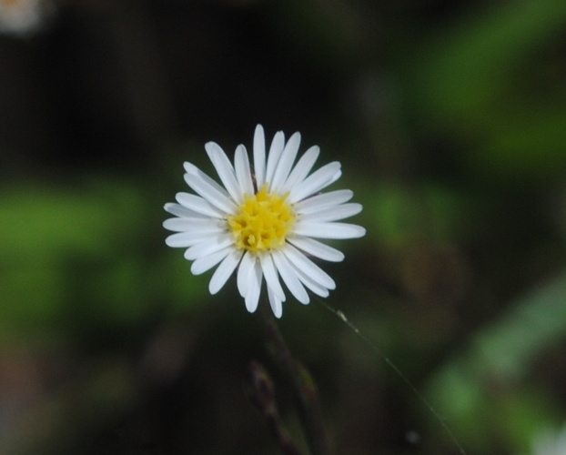 Symphyotrichum squamatum- Soriano, Palmar, Suelo arenoso rocoso al margen del Lago 1.JPG &copy; Edithsme