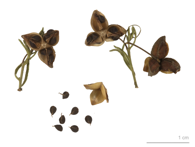 Fumana ericifolia MHNT.BOT.2007.40.142.jpg &copy; Ercé