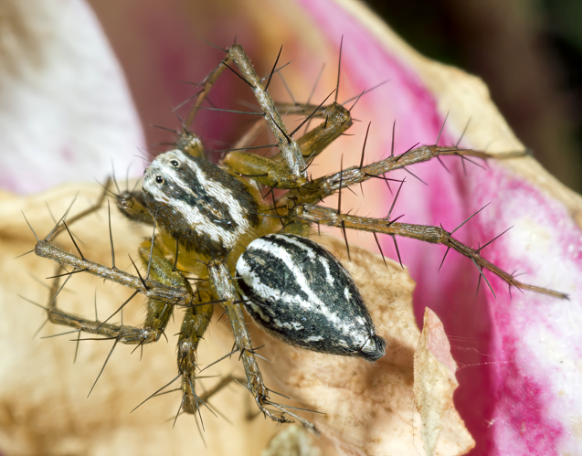 (MHNT) Oxyopes lineatus.jpg &copy; Archaeodontosaurus