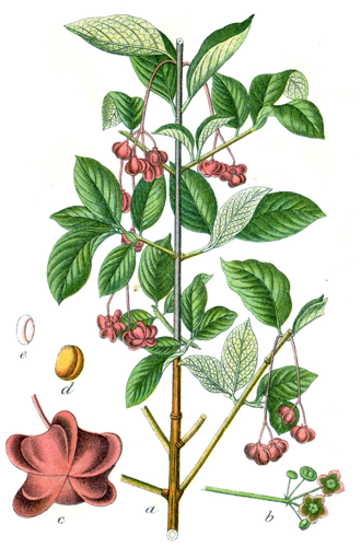 Euonymus latifolius Sturm21.jpg &copy; Finavon