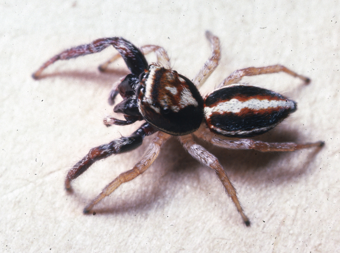 Salt0004 Icius subinermis male.jpg &copy; Kaldari