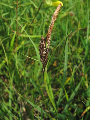 Carex panicea fruchtstand.jpeg © Kristian Peters -- Fabelfroh 15:28, 18 July 2006 (UTC)