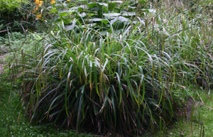 Carex-pendula-total.JPG © Sten Porse