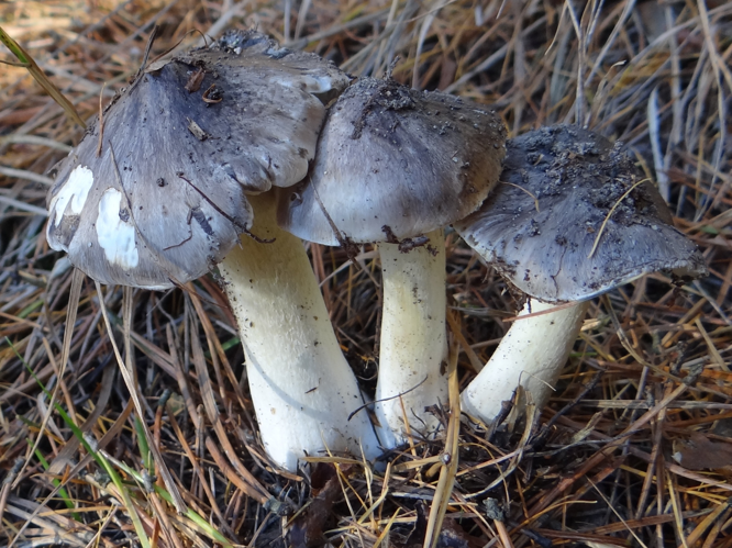 Tricholoma portentosum G5 (1).jpg &copy; Selso