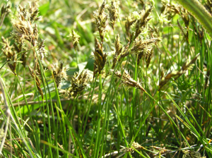 Carex praecox1.JPG © Petr Filippov