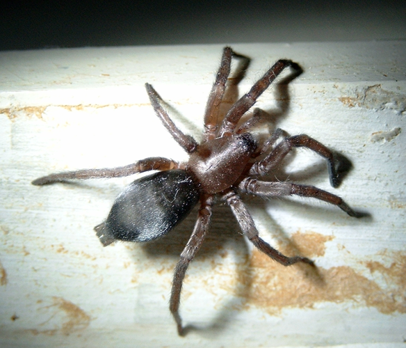 ScotophaeusBlackwalli.jpg &copy; Kersti Nebelsiek