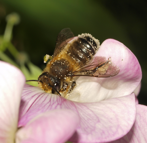 Megachile willughbiella male (21626826474).jpg &copy; Jacopo Werther