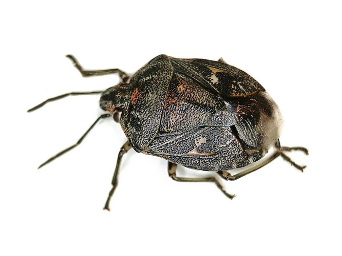 Holcogaster fibulata (Pentatomidae) - (imago), Molenhoek, the Netherlands.jpg &copy; BartBotje