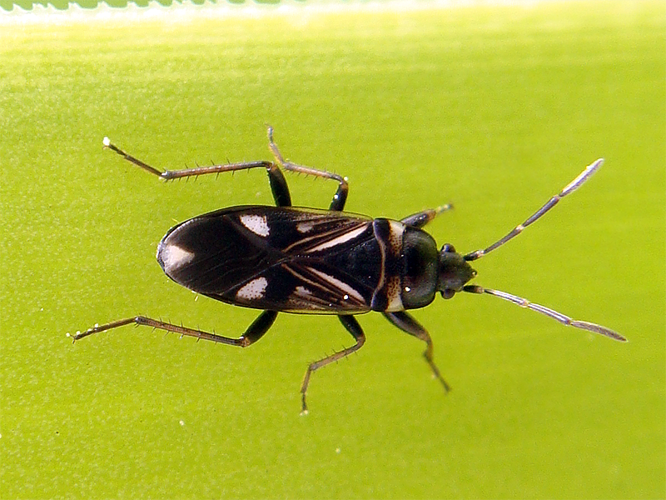 Raglius alboacuminatus.png &copy; Tortie tude